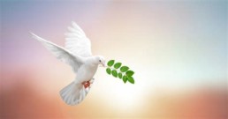paix colombe saint esprit